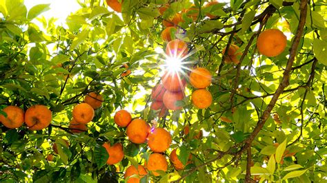 Touring The Oranges Of Valencia Klm Blog