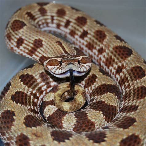Each western hognose snake for sale is healthy and feeding on both live and frozen/thawed pinkies. Hognose Snake Handling Tips & Body Language Facts | ReptiFIles