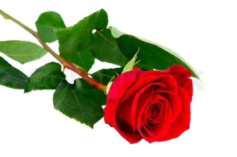 Red Rose Isolated Stock Image Colourbox