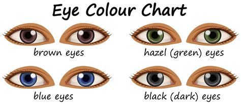 Human Eyes With Different Colors Human Eye Eye Color Chart Human