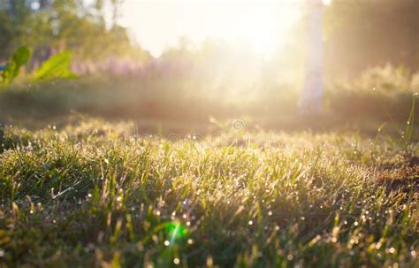 De Zomerweide Met Groen Gras Weelderige Groene Achtergrond Met Het