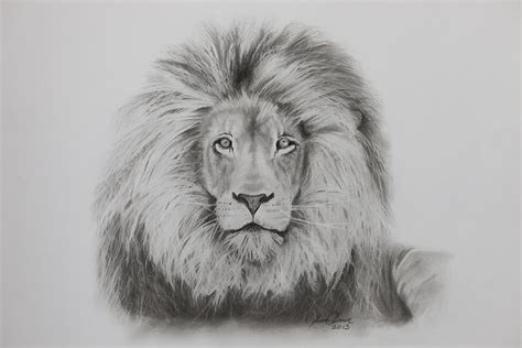 Male Lion Drawing By Kieran Oconnor