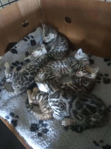 bengal kitten adoption bengal kittens auckland bengal kittens for sale