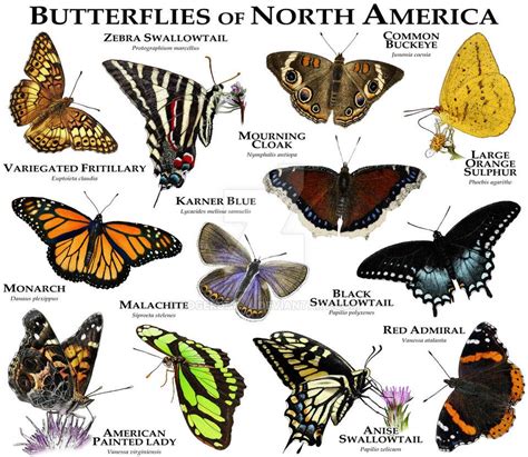 Butterflies Of North America Butterfly Species Butterfly Butterfly