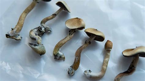 Magic Mushrooms 101 Everything You Need To Know Before You Trip