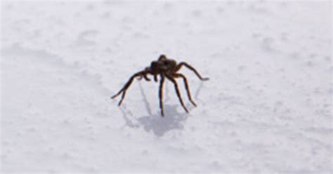 Millions Of These Giant Spiders To Invade Britains Homes As Icy