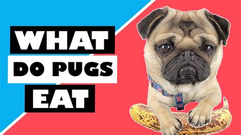 What Do Pugs Eat 🤔 Pug Diet Pug Eating Pug Asmr Pug Treats Vegetables