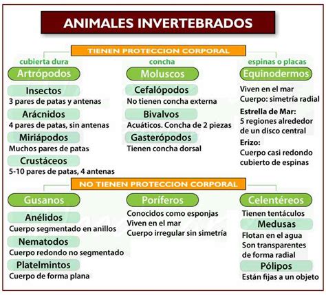 Clasificacion De Los Animales Invertebrados Cuadro Sinoptico