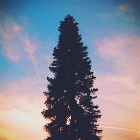 Lone Pine Sunset Vsco Vscocam Tree Sunset Sky Losa Flickr