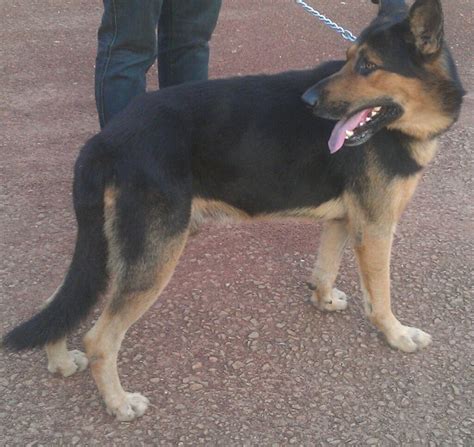 Pure German Shepherd Puppies For Salesold Pets Nigeria