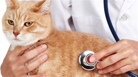 Most Common Cat Health Problems Cat Health Problems Cat Health Cat