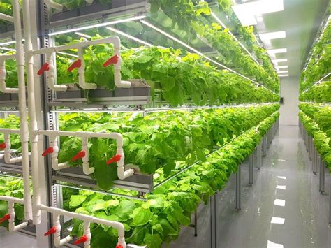 Is Vertical Farming The Future Of Farming Vertical Farming Indoor