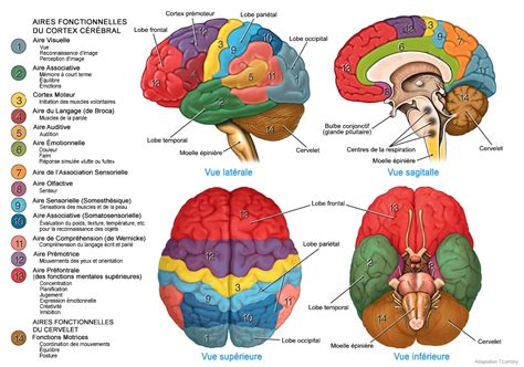 La douleur ressentie dans le côté gauche du ventre est la plus fréquente. L'anatomie du corps humain