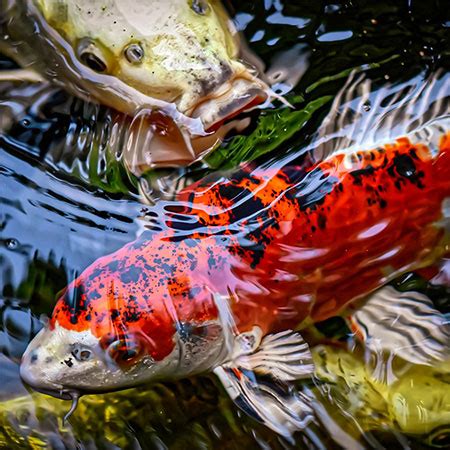 This size pond starts at roughly $7,800. Here's Why You Should Own a Koi Pond