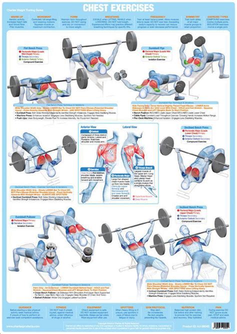 Chest Exercises Weight Training Fitness Instructional Wall Chart Poste Sports Poster Warehouse