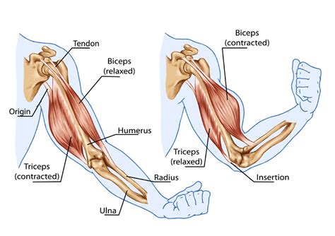 Bicep Tendons Anatomy