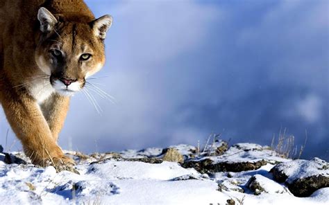 Free Download Cougar Wallpapers Hd Pixelstalknet