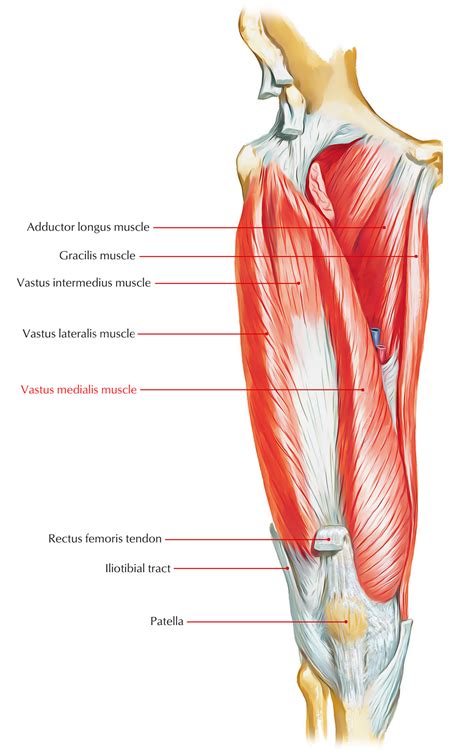 Vastus Medialis Earths Lab