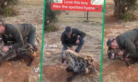 Mans Unconventional Interaction With Hyenas Goes Viral On Tiktok