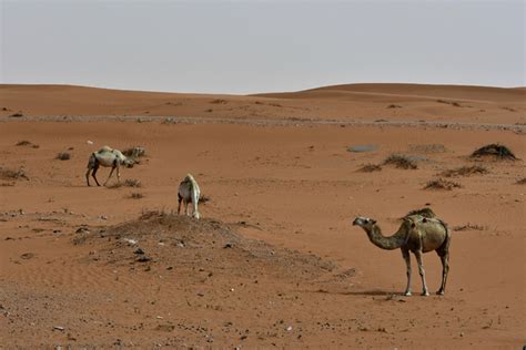 Camellos Encontrados En El Desierto Stock De Fotos Gratis Savvas511
