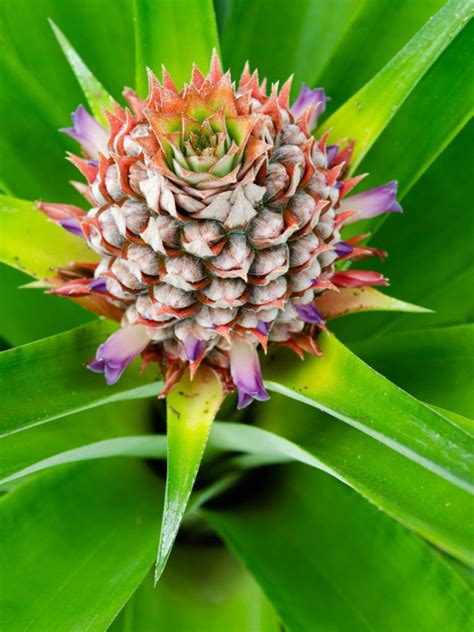 Pineapple Flowering Houseplant How To Grow Pineapple Bromeliad Varieties Indoors