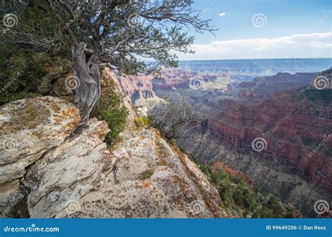 A Bush Grows Near The Edge Of The North Rim Of The Grand Canyon Stock