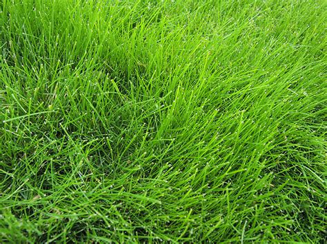 Planting And Maintaining A Fine Fescue Lawn Umn Extension