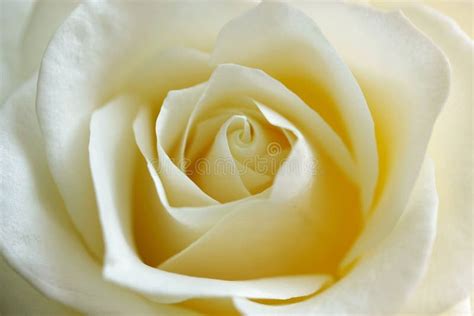 White Rose Stock Image Image Of Delicate Natural Nature 13846151