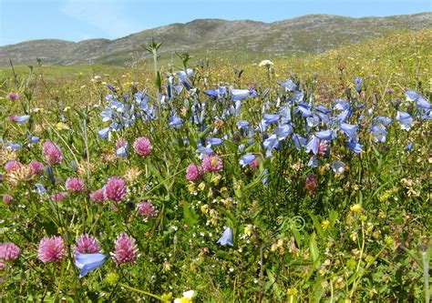 Wild Flowers Isle Of Vatersay Outer Hebrides Flowers Hebrides