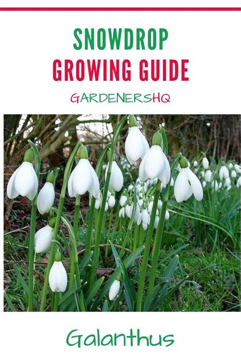 How To Grow Snowdrops And Other Galanthus Genus Plants In The Garden