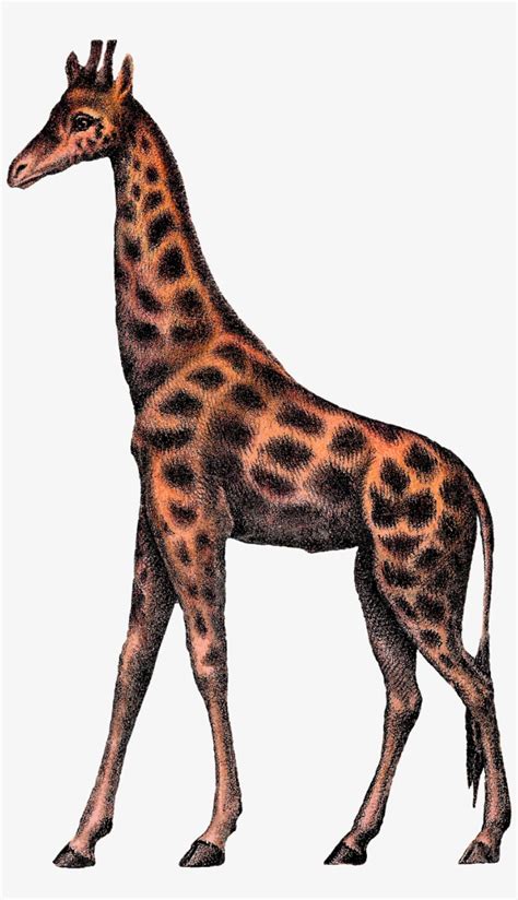 Digital Giraffe Clipart Image Vintage Animal Circus Clip Art