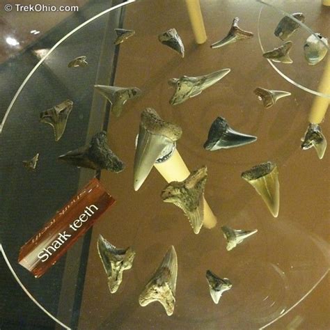 Shark Teeth Found In Ohio Mound Builder Burial Mounds Hopewell Culture