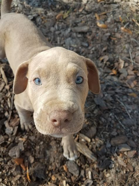 We did not find results for: American Pit Bull Terrier Puppies For Sale | Gainesville, FL #255252