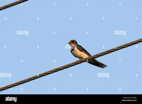 Juvenile Common Barn Swallow Hirundo Rustica In Colombo Sri Lanka