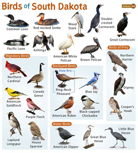 List Of Common Birds Found In South Dakota Facts With Pictures