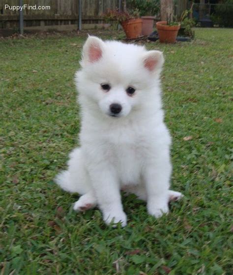 Miniature American Eskimo The Puppy Im Getting In Two Weeks