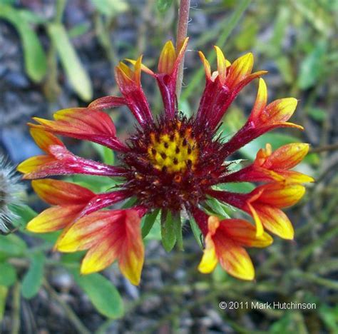 They're nature's roadside attractions, and many can make for. Florida Native Plant Society