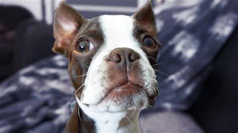 10 Minutes Of The Cutest Boston Terrier Puppy On Youtube Youtube