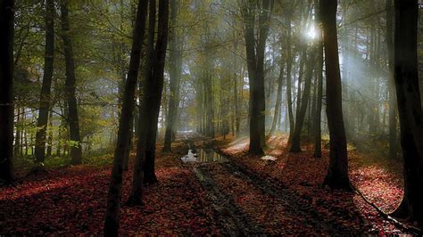 秋、 森、 風景、 葉、 霧、 自然、 オランダ、 パス、 水たまり、 日光、 トラック、 木、 Hdデスクトップの壁紙