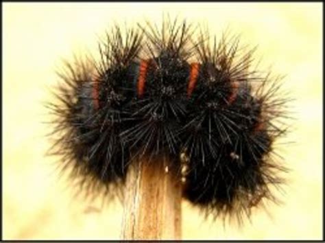 Black Fuzzy Caterpillar Owlcation