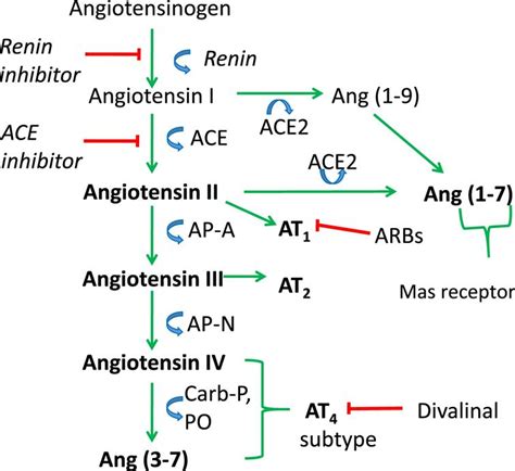Renin Angiotensin Pathway