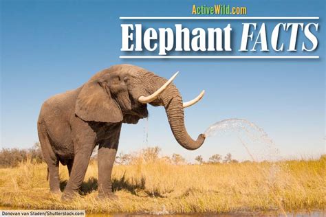 50 Interesting Facts About Elephants 2023s Unbelievable Insights