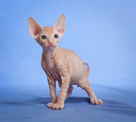 Mascotas Gatos Sin Pelo Una Especie Poco Conocida Pero Ideal Para