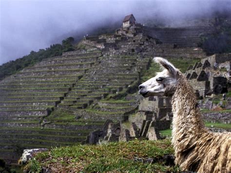 21 Interesting Facts About The Incas Museum Facts