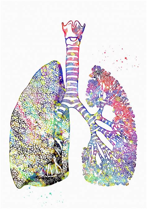 Lungs Art 2 Digital Art By Erzebet S