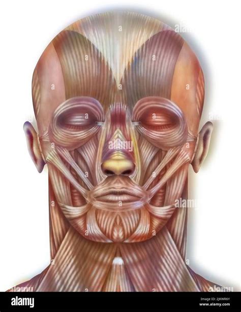 Head Cutaway Anatomy Of The Head Muscles Front View Stock Photo Alamy
