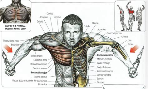 Muscles of the torso, as well as muscles in the arms or legs, can give the impression of a thin or athletic person. Muscle Chart: Anatomical Muscle Chart - SteroidsLive