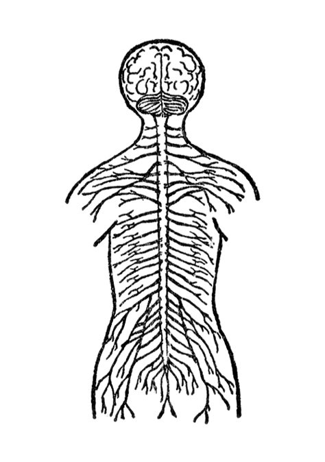 Central Nervous System Drawing at GetDrawings | Free download