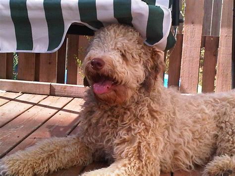 Pyrantel may also be used for purposes not listed in this medication guide. Deworming Puppies - Pyrantel Pamoate Dosage Chart- Aussiedoodle and Labradoodle Puppies | Best ...