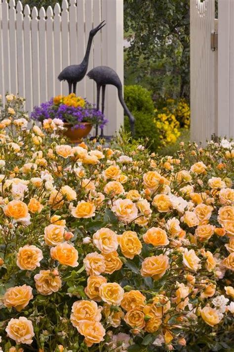 Flower Carpet Amber Roses In A Cottage Garden Ground Cover Roses